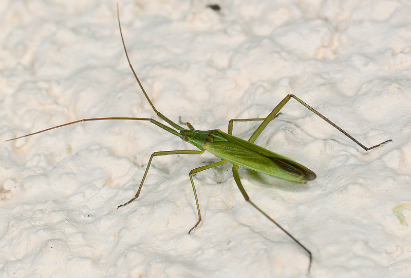 Miridae da det.